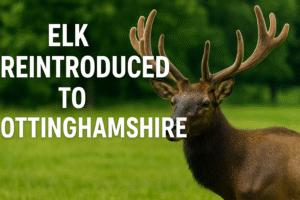 What are elk and why could they be reintroduced to Nottinghamshire?