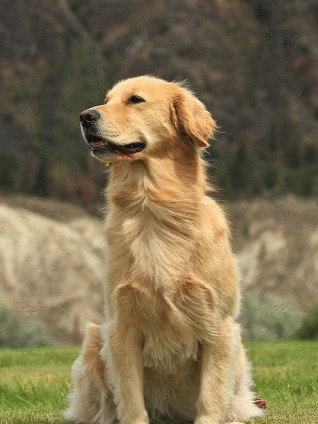 Top 7 Dog Breeds for First-Time Owners