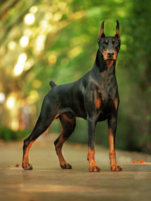 Most Intelligent Dog Breeds and What Makes Them Smart