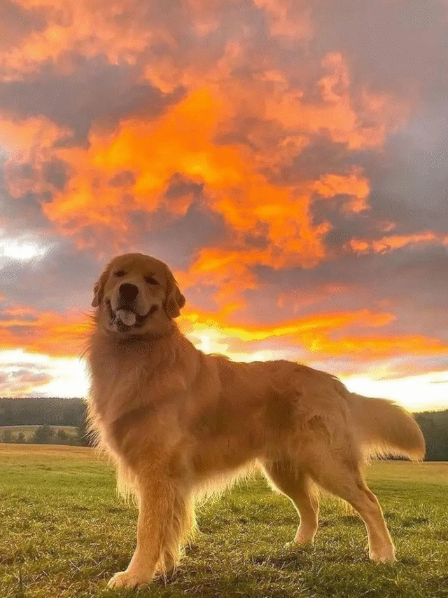 Best Dog Breeds for Families with Children