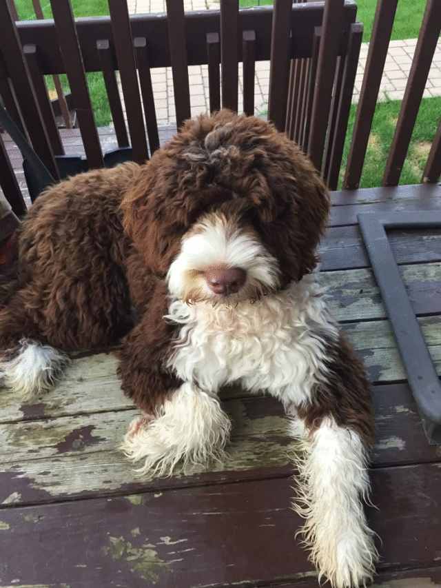 Hypoallergenic Dog Breeds for Allergy Sufferers