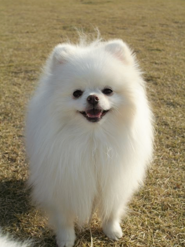 Small Dog Breeds That Are Big on Personality