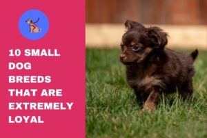 10 Small Dog Breeds That Are Extremely Loyal