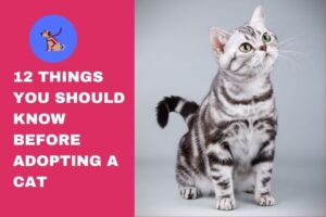 12 Things You Should Know Before Adopting a Cat