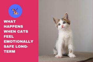 What Happens When Cats Feel Emotionally Safe Long-Term