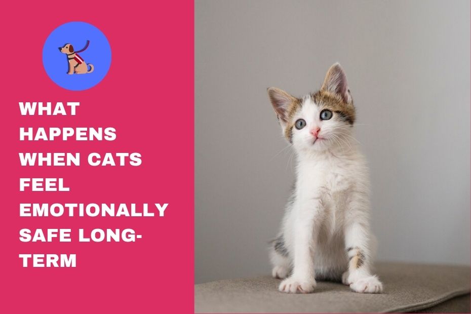 What Happens When Cats Feel Emotionally Safe Long-Term
