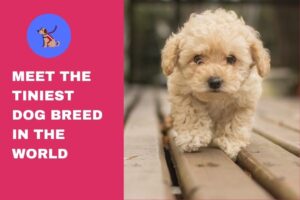Meet The Tiniest Dog Breed In The World