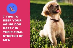 7 Tips To Keep Your Aging Dog Happy In Their Final Stretch Of Life