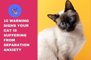 10 Warning Signs Your Cat Is Suffering from Separation Anxiety