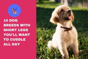 10 Dog Breeds With Short Legs You'll Want to Cuddle All Day
