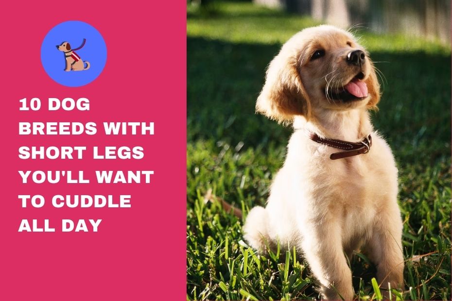 10 Dog Breeds With Short Legs You'll Want to Cuddle All Day