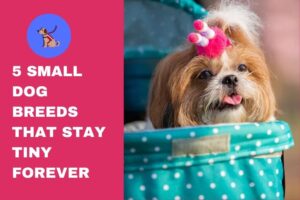 5 Small Dog Breeds That Stay Tiny Forever