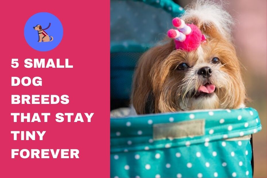 5 Small Dog Breeds That Stay Tiny Forever