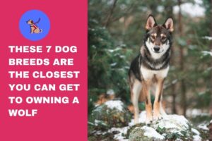 These 7 Dog Breeds Are the Closest You Can Get to Owning a Wolf