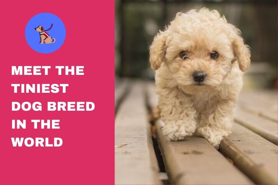 Meet The Tiniest Dog Breed In The World